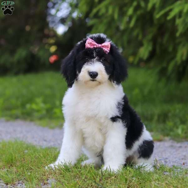 Mika, Sheepadoodle Puppy